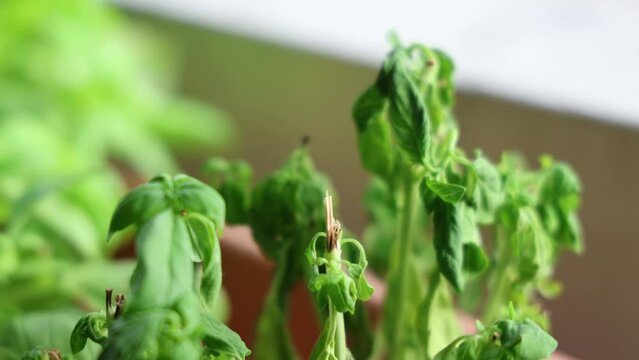 Dead basil plant, close up