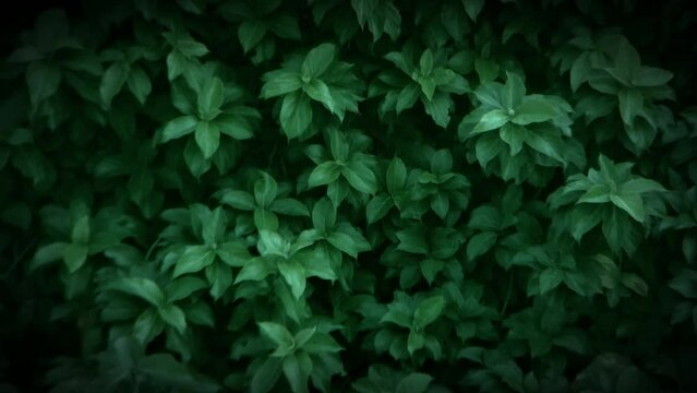 Tropical plants moving in the wind green background with leaves