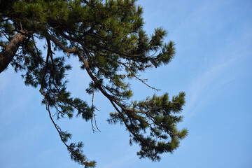 綺麗な青空と古い松の木の風景
