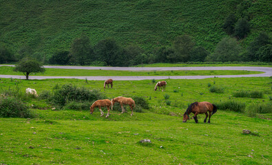 Horses grazing in a green meadow