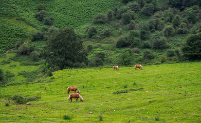 Horses grazing in a green meadow