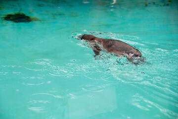 Obraz premium Humboldt penguin swims in blue clear water.