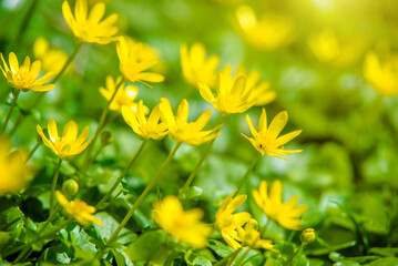 Yellow Lesser celandine flowers in spring on a green natural background
 - obrazy, fototapety, plakaty