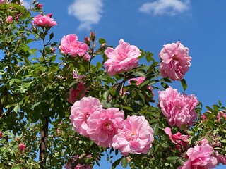 Pink roses flowers shrub in garden.