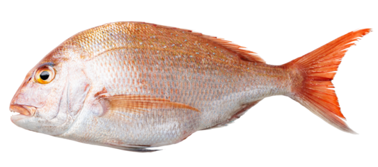 海の魚、新鮮で大きい天然の真鯛