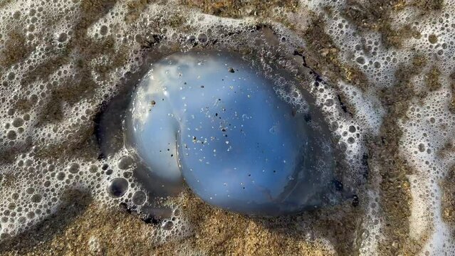 Jellyfish population drifting to the beach and losing their lives due to ecological, climatic and environmental reasons
