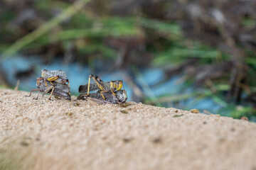 Grasshoppers breed