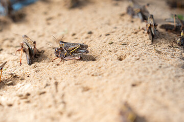 Grasshoppers breed