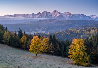 Beautiful autumn evening on a pasture under rocky mountains with a wild forest, a beautiful yellow tree in the middle of a meadow and a colorful dramatic sky. High tatras NP, Poland, Slovakia