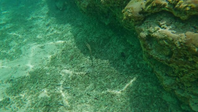 Underwater footage of fish swims in a clean mountain lake with emerald water