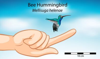 A Comparison of Human Hand with Hummingbird © blueringmedia