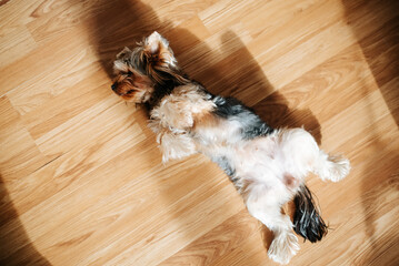 Top view funny pet yorkshire terrier lying on its back on floor, dog warming itself indoors. - obrazy, fototapety, plakaty
