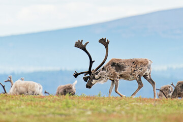 A reindeer with large antlers foraging on a mountain in Finnish Lapland