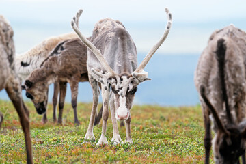 A reindeer with large antlers foraging on a mountain in Finnish Lapland