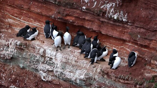 Common guillemots (Uria aalge), Guillemot Rock, Helgoland, Germany, Europe