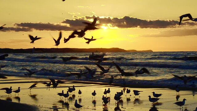 Waves and seagulls in sunset in Swinoujscie, Western Pomerania, Baltic Sea, Poland, Eastern Europe, Europe