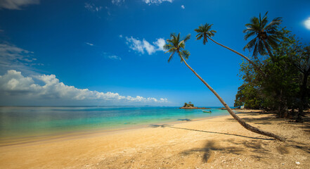 Green Coconut Palm Beside Seashore Under Blue Calm Sky during Daytime
