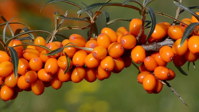 Sea Buckthorn (Hippophae rhamnoides) in a cultivation in Koepingebro, Ystad community, Scania, Sweden, Scandinavia, Europe