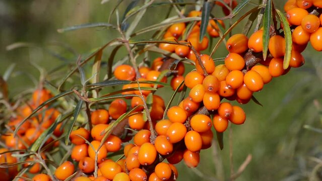 Sea Buckthorn (Hippophae rhamnoides) in a cultivation in Koepingebro, Ystad community, Scania, Sweden, Scandinavia, Europe