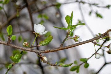 Apple blossoms on a branch.Image with selective focus.