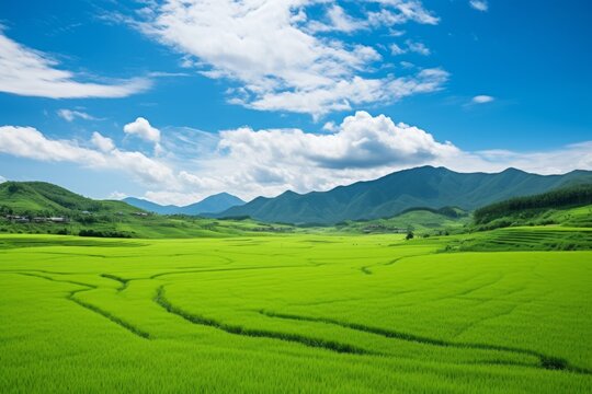 Vibrant green paddy field landscape under a clear and sunny day
