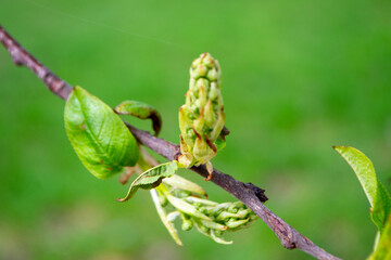 A tree branch with green leaves and the word maple on it