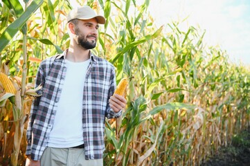 A man inspects a corn field and looks for pests. Successful farmer and agro business.