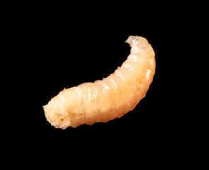 Maggot isolated black background. Macro
