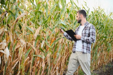 Farmer inspecting the years maize or sweetcorn harvest.