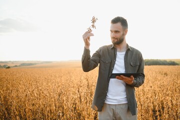 Farmer agronomist on a soybean field. Agricultural industry.