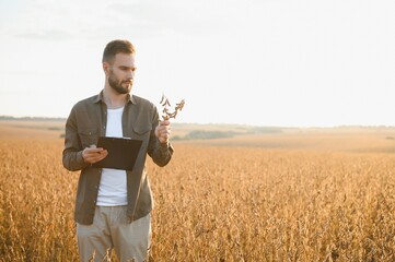 Agronomist inspecting soya bean crops growing in the farm field. Agriculture production concept. young agronomist examines soybean crop on field in summer. Farmer on soybean field.