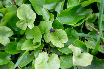 Flower kaluga. yellow spring flowers. A field of yellow flowers with green leaves and one has a black bug on it. High quality photo