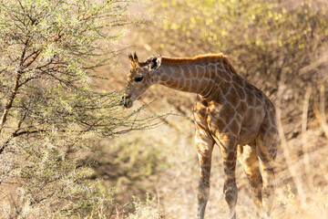 Beautiful young giraffe seen feeding in trees during a golden hour evening, Windhoek, Namibia