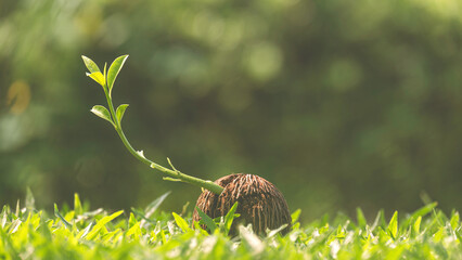 Green seedling growing from dry Cerbera odollam seed on grass with blurred greenery background