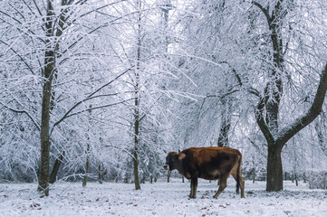 A brown cow is grazing in the forest. A cow is trying to get to the green grass after a snowfall. Pets on the farm. A cow eats grass in a forest with icy tree branches. Winter landscape and cow.