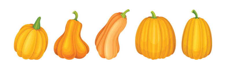 Ripe Orange Pumpkin or Mature Winter Squash Vector Set