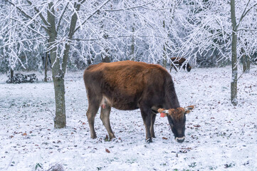 A brown cow is grazing in the forest. A cow is trying to get to the green grass after a snowfall. Pets on the farm. A cow eats grass in a forest with icy tree branches. Winter landscape and cow.