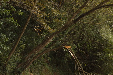 Broken tree after a storm