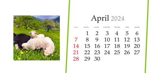Set of horizontal flip calendars with amazing landscapes in minimal style. April 2024. Splendid spring view of sheeps on green pasture in Carpathian mountains, Ukraine, Europe.
