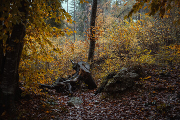 Moody blue hour atmosphere in the forest during a rainy autumnal day at Lake Cei, in the Northern Italy
