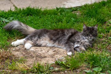 Naklejka na ściany i meble Closed up of domestic adorable black grey Maine Coon kitten, young peaceful cat in sunshine day