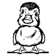 Peeking Duckling - Funny Peek Animal - face head isolated on white