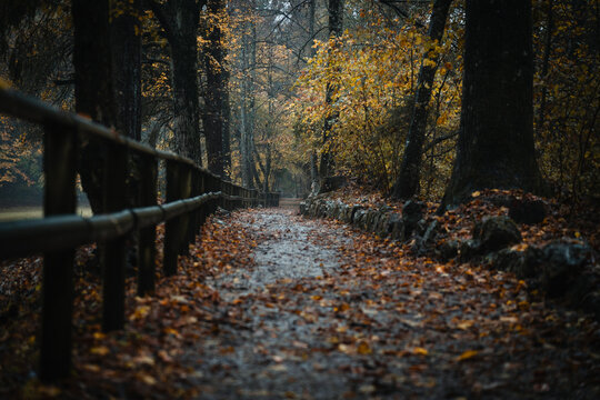 Moody blue hour atmosphere in the forest during a rainy autumnal day at Lake Cei, in the Northern Italy