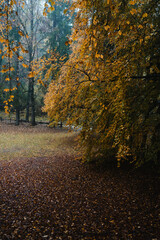 Moody blue hour atmosphere in the forest during a rainy autumnal day at Lake Cei, in the Northern Italy