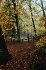 Fototapeta premium Moody blue hour atmosphere in the forest during a rainy autumnal day at Lake Cei, in the Northern Italy