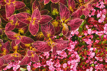 Landscaping. Red ornamental plant Coleus of the Lamiaceae family in a flowerbed