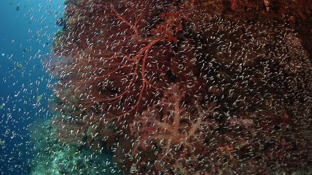 Colorful coral reef with gorgonians and millions of fish, School of convict blennies (Pholidichthys leucotaenia), slow motion, Wakatobi, Indonesia, Nov 2107, Asia