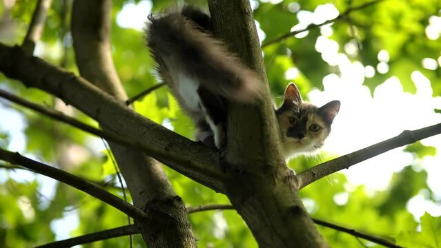 cat sitting on branch . fluffy cat climbing tree 	