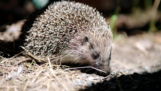 Hedgehog searching for food at night . European hedgehog or common hedgehog wild animal life	