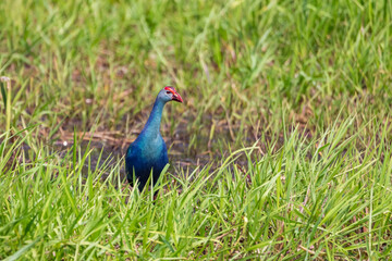 grey headed swamphen or the purple swamphen from India in odisha.